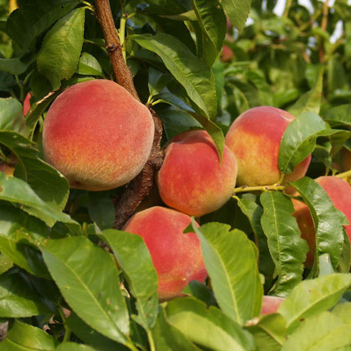 Pick Your Own Peaches Highland Orchards