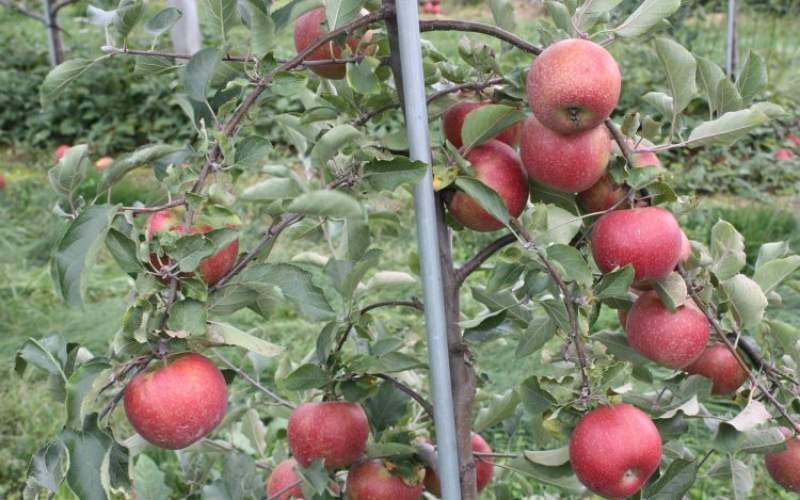 highland_orchards_apples_pick_your_own