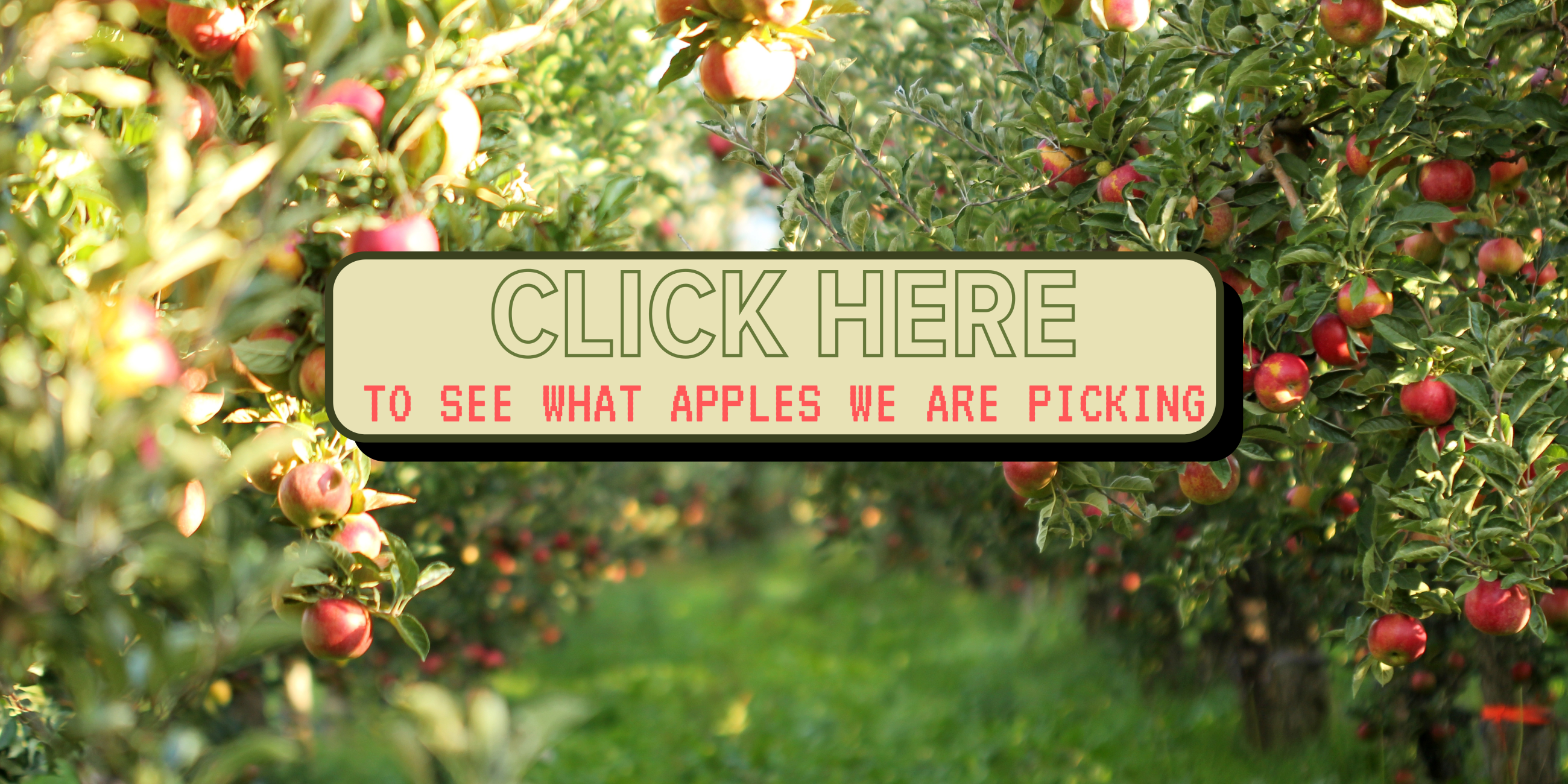 picking-apples