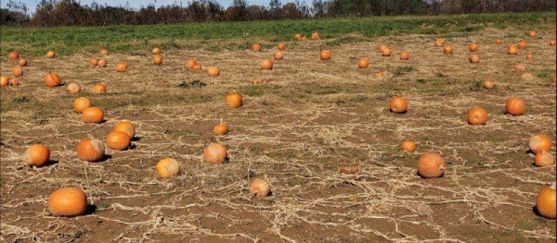 highland_orchards_reviews_pumpkin_patch