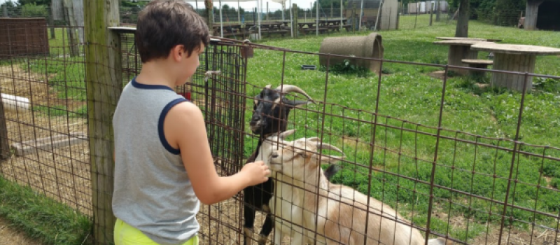 Highland_orchards_reviews_petting_zoo_goats