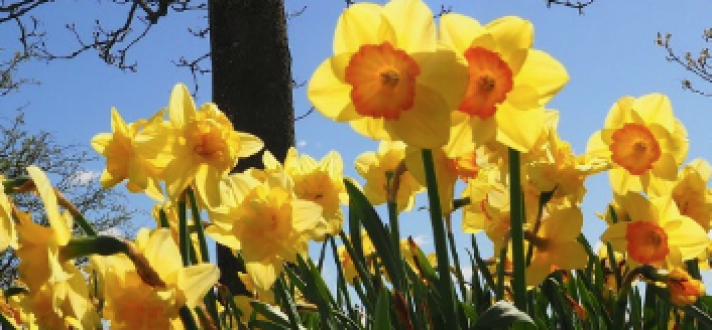 daffodils